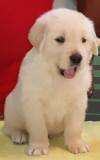 DogsIndia.com - Golden Retriever - Apple Kennels