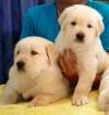 DogsIndia.com - Golden Retriever - Apple Kennels
