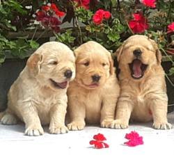DogsIndia.com - Golden Retriever - Apple Kennels