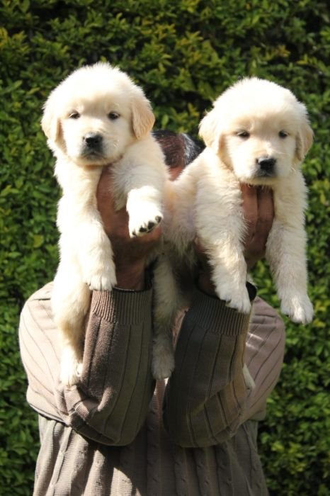 DogsIndia.com  Golden Retriever  Apple Kennels