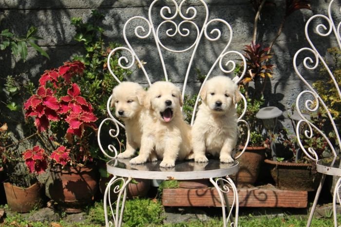 DogsIndia.com  Golden Retriever  Apple Kennels