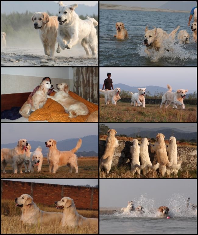 DogsIndia.com - Golden Retriever