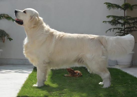 DogsIndia.com - Golden Retriever - Bessies