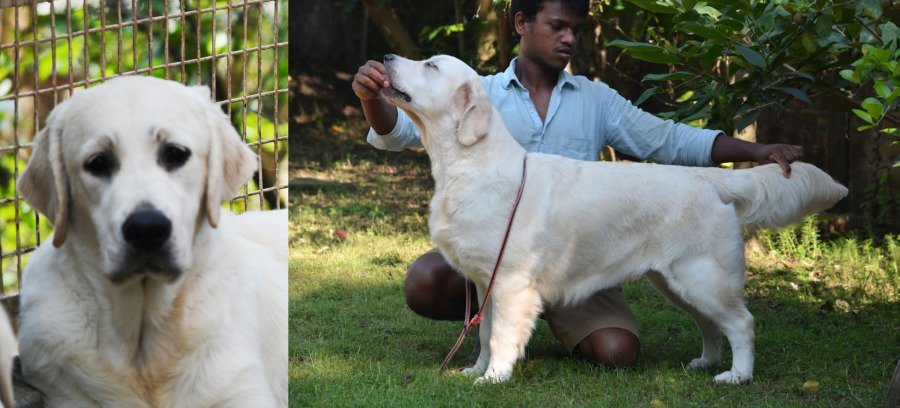 DogsIndia.com - Golden Retriever - Bessies Kennel