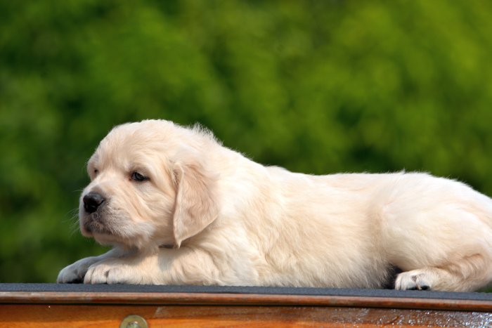 DogsIndia.com - Golden Retriever - Bessies Kennel