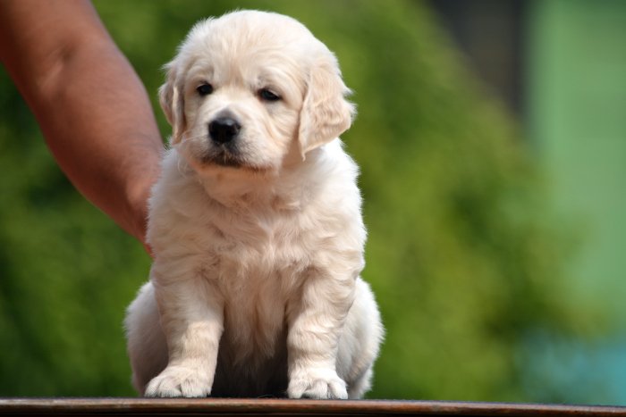 DogsIndia.com - Golden Retriever - Bessies Kennel
