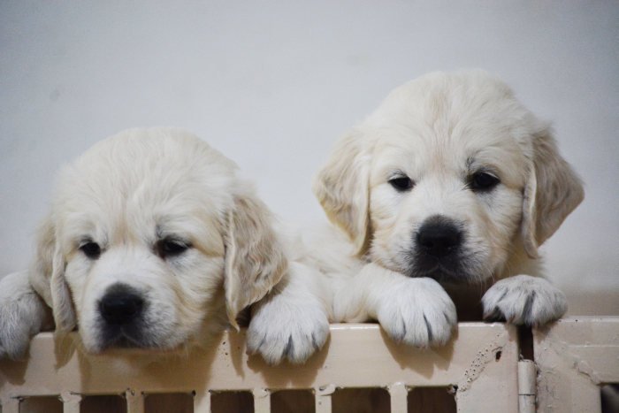 DogsIndia.com - Golden Retriever - Bessies Kennel