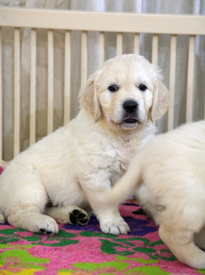 DogsIndia.com - Golden Retriever - Bessies Kennel