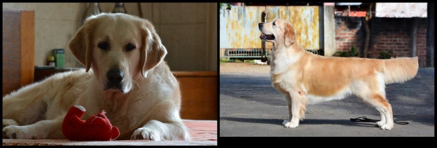 DogsIndia.com - Golden Retriever - Bessies Kennel