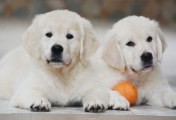 DogsIndia.com - Golden Retriever - Bessies Kennel