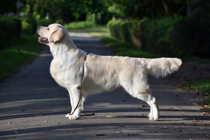 DogsIndia.com - Golden Retriever - Bessies