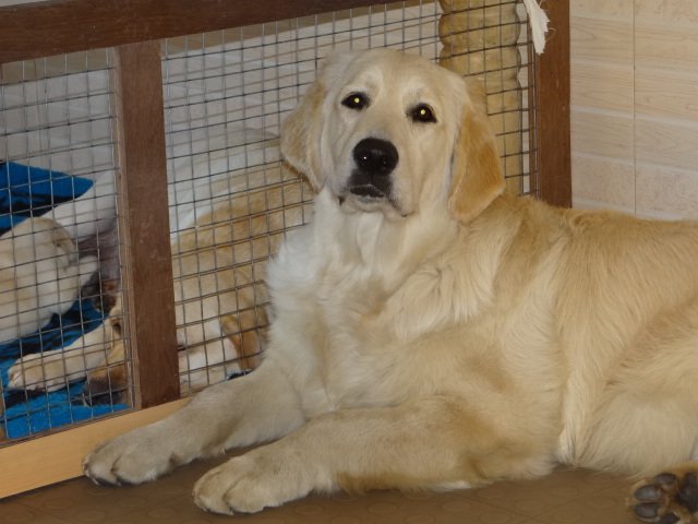 DogsIndia.com - Golden Retriever - Bessies