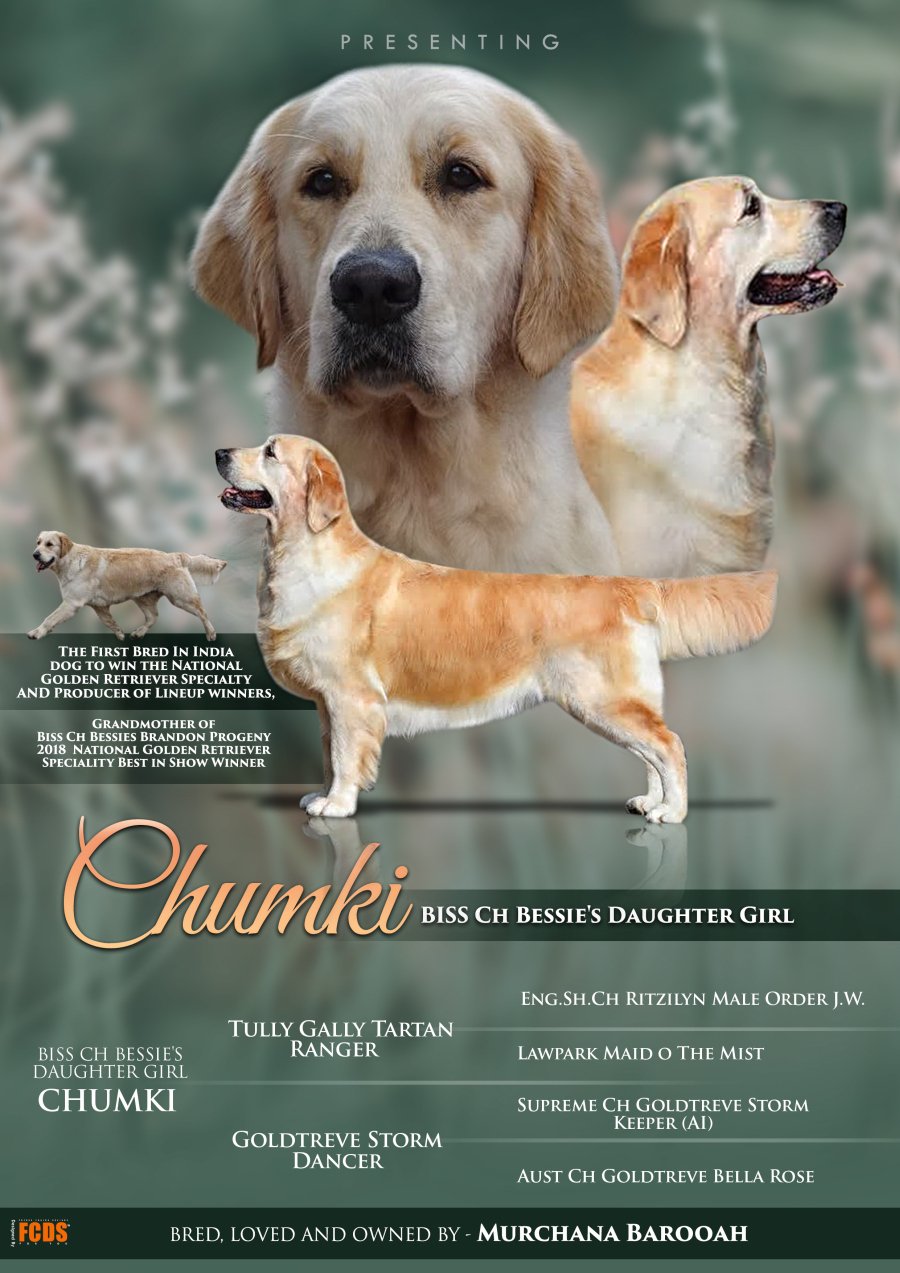 DogsIndia.com - Golden Retriever - Bessies