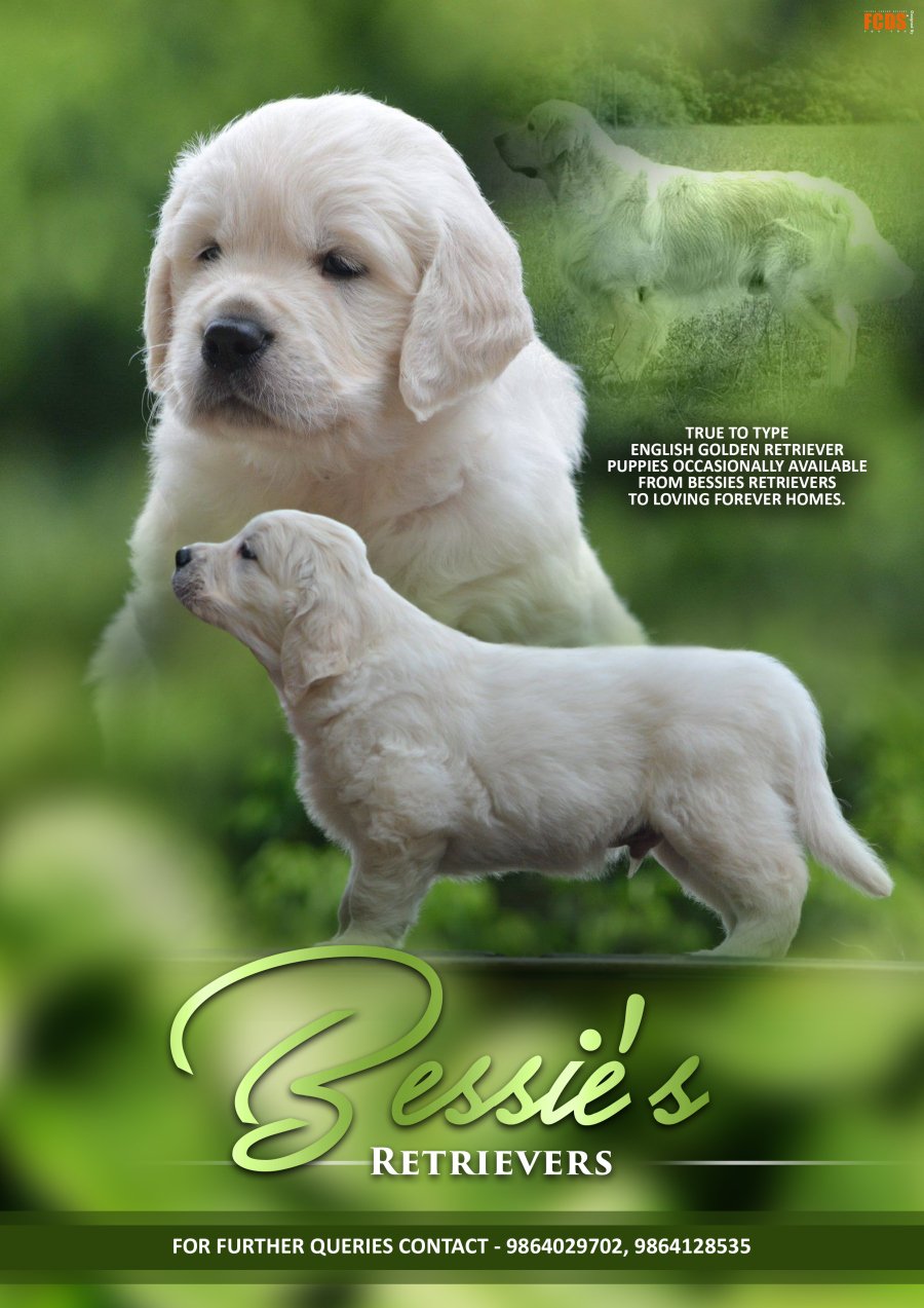 DogsIndia.com - Golden Retriever - Bessies