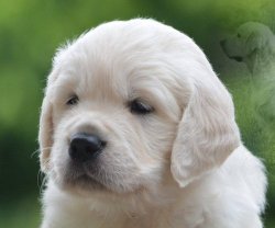 DogsIndia.com - Golden Retriever - Bessies