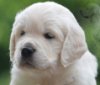 DogsIndia.com - Golden Retriever - Bessies Kennel