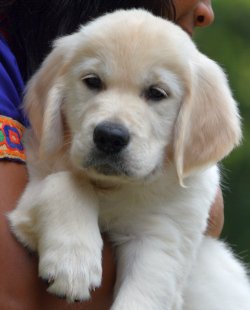 DogsIndia.com - Golden Retriever - Bessies