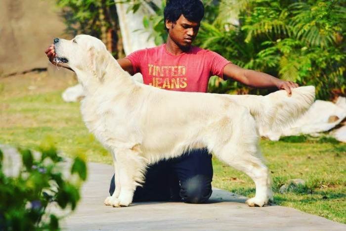 DogsIndia.com - Golden Retriever - Bessies