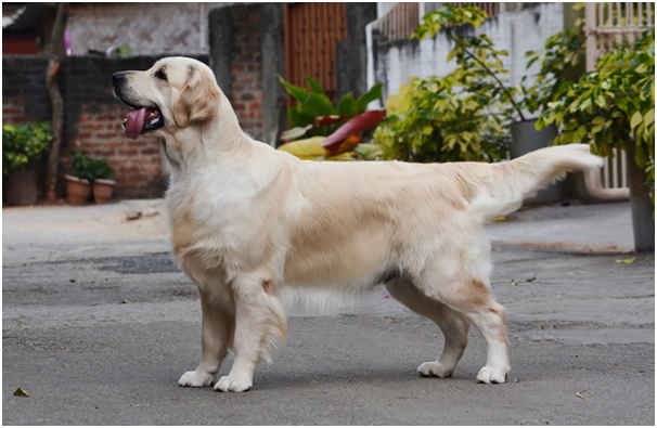 DogsIndia.com - Golden Retriever - Bessies