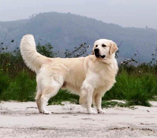 DogsIndia.com - Golden Retriever - Bessies Kennel