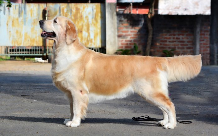 DogsIndia.com - Golden Retriever - Bessies Kennel