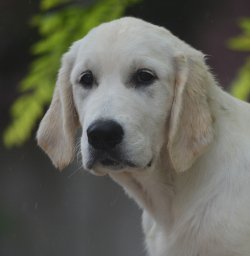 DogsIndia.com - Golden Retriever - Bessies Kennel