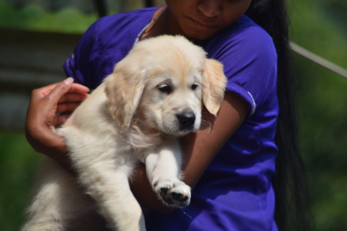 DogsIndia.com - Golden Retriever - Bessies Kennel