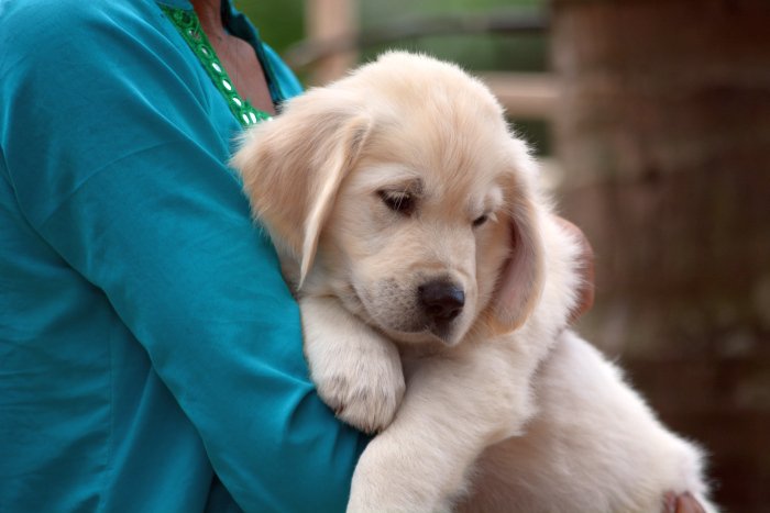 DogsIndia.com - Golden Retriever - Bessies Kennel