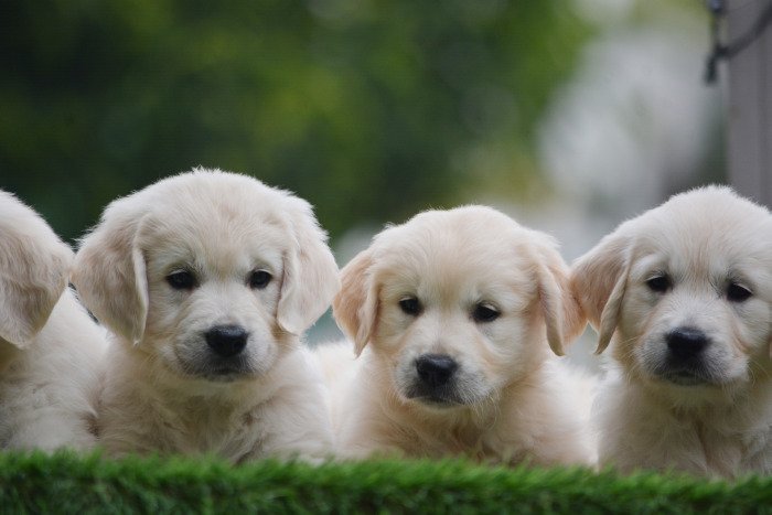 DogsIndia.com - Golden Retriever - Bessies