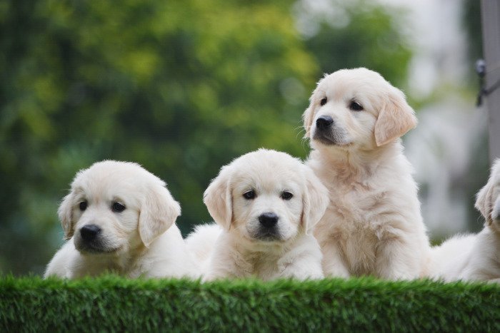 DogsIndia.com - Golden Retriever - Bessies