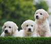 DogsIndia.com - Golden Retriever - Bessies