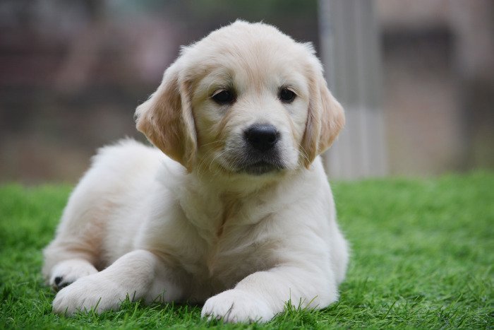 DogsIndia.com - Golden Retriever - Bessies