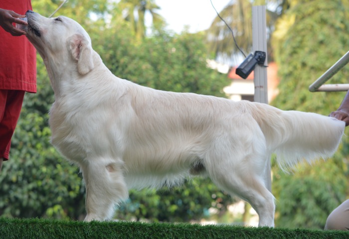 DogsIndia.com - Golden Retriever- Muchana