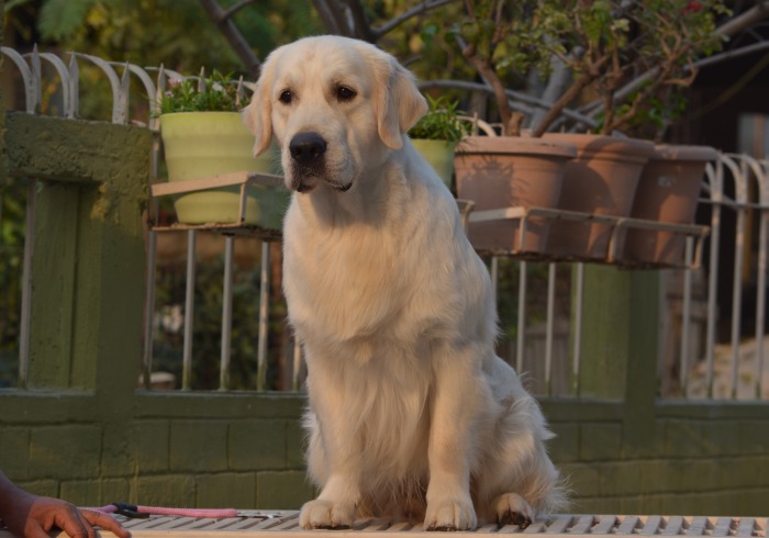 DogsIndia.com - Golden Retriever- Muchana