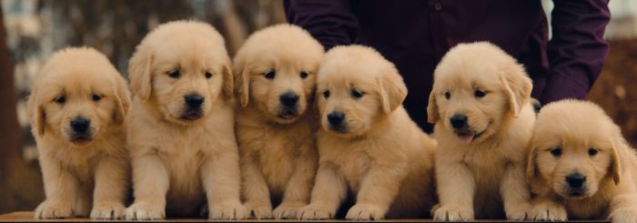 DogsIndia.com - Golden Retriever - Bharath Gowda