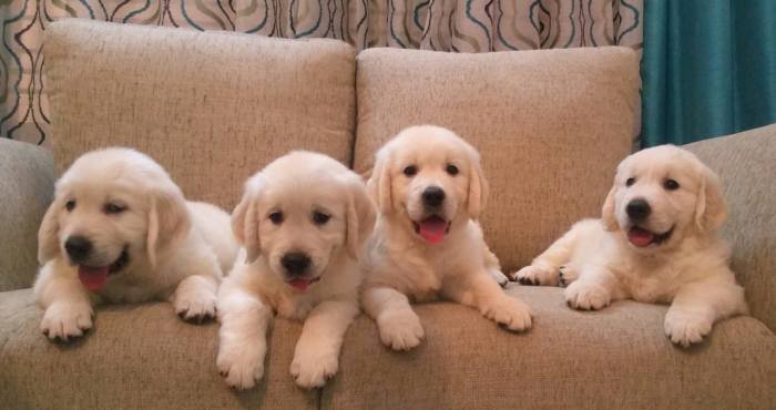 DogsIndia.com - Golden Retriever - Chiming Bells