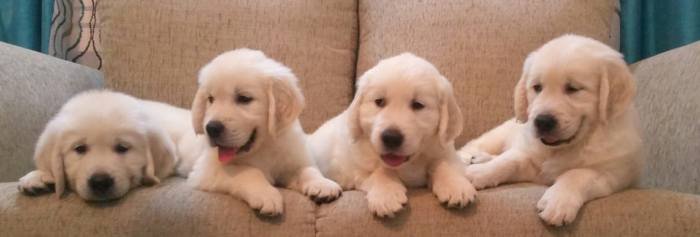 DogsIndia.com - Golden Retriever - Chiming Bells