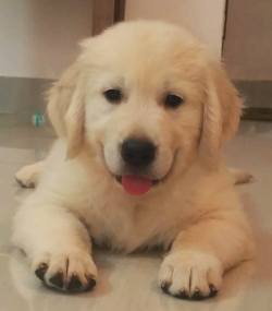 DogsIndia.com - Golden Retriever - Chiming Bells