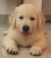 DogsIndia.com - Golden Retriever - Chiming Bells