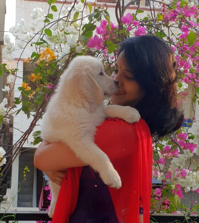 DogsIndia.com - Golden Retriever - Chiming Bells
