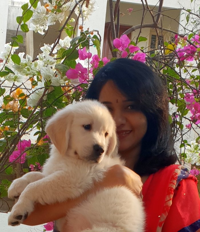 DogsIndia.com - Golden Retriever - Chiming Bells