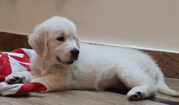 DogsIndia.com - Golden Retriever - Chiming Bells