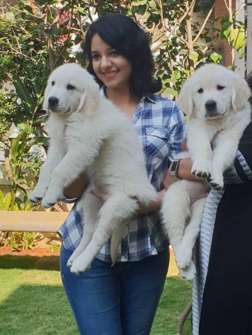 DogsIndia.com - Golden Retriever - Chiming Bells