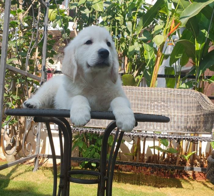DogsIndia.com - Golden Retriever - Chiming Bells