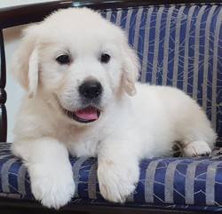 DogsIndia.com - Golden Retriever - Chiming Bells