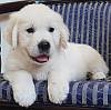 DogsIndia.com - Golden Retriever - Chiming Bells