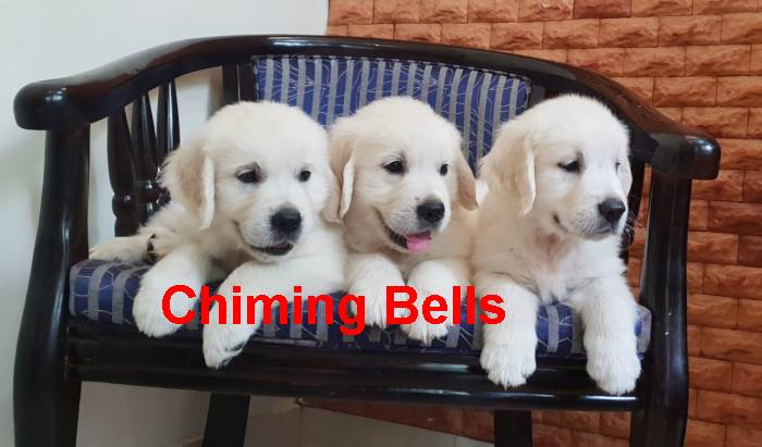 DogsIndia.com - Golden Retriever - Chiming Bells