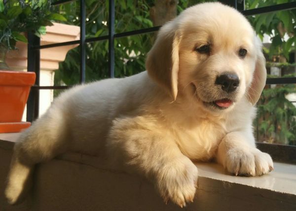 DogsIndia.com - Golden Retriever - Chiming Bells Kennel