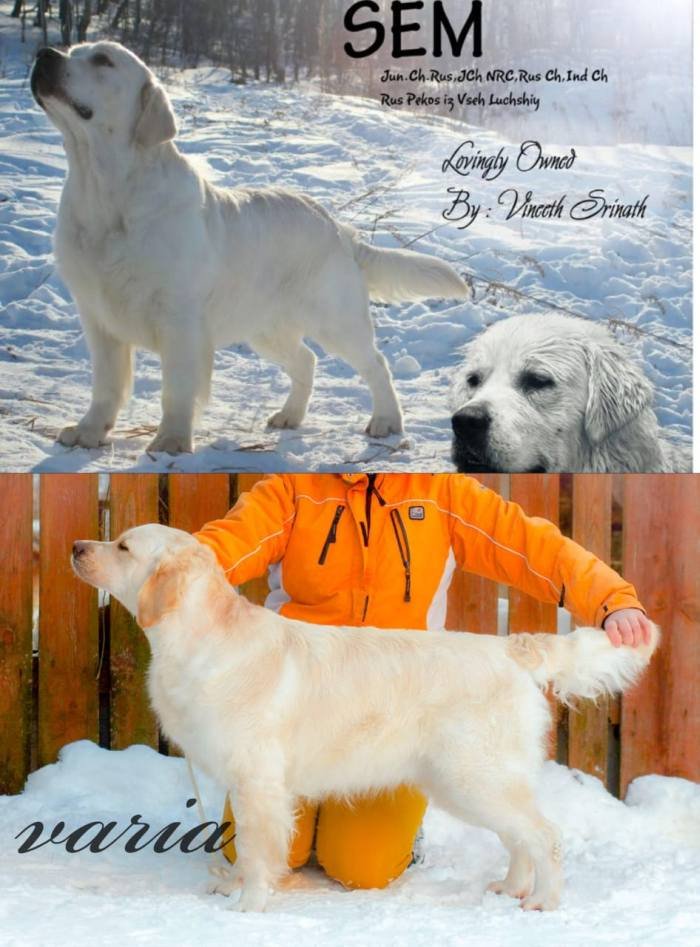 DogsIndia.com - Golden Retriever - Crisanta Goldens