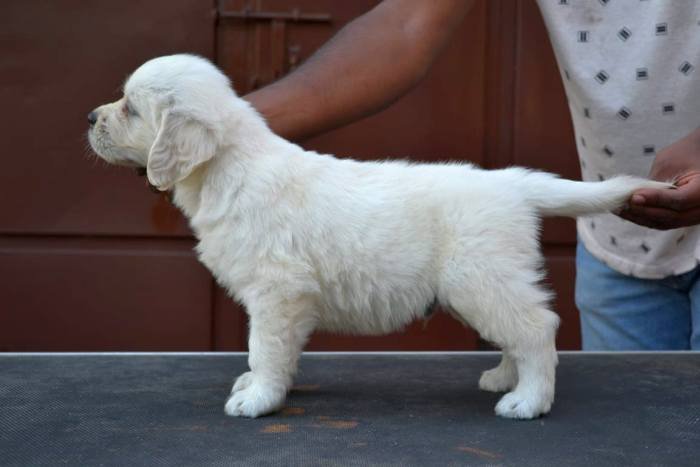 DogsIndia.com - Golden Retriever - Crisanta Goldens